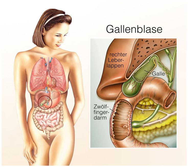 Gallenblase