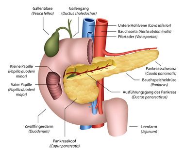 Bauchspeicheldrüse Anatomie