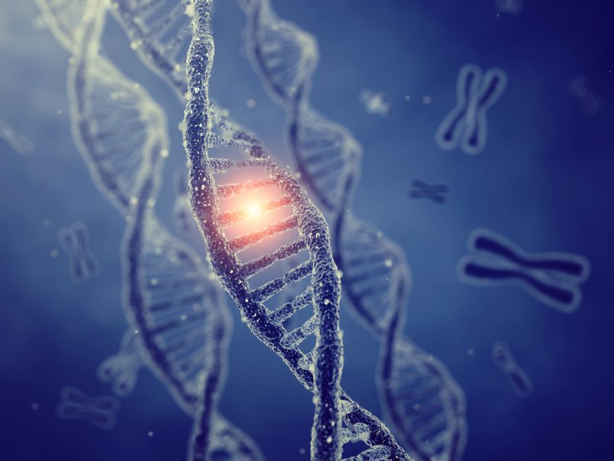 Genetik: Chromosomen und DNA