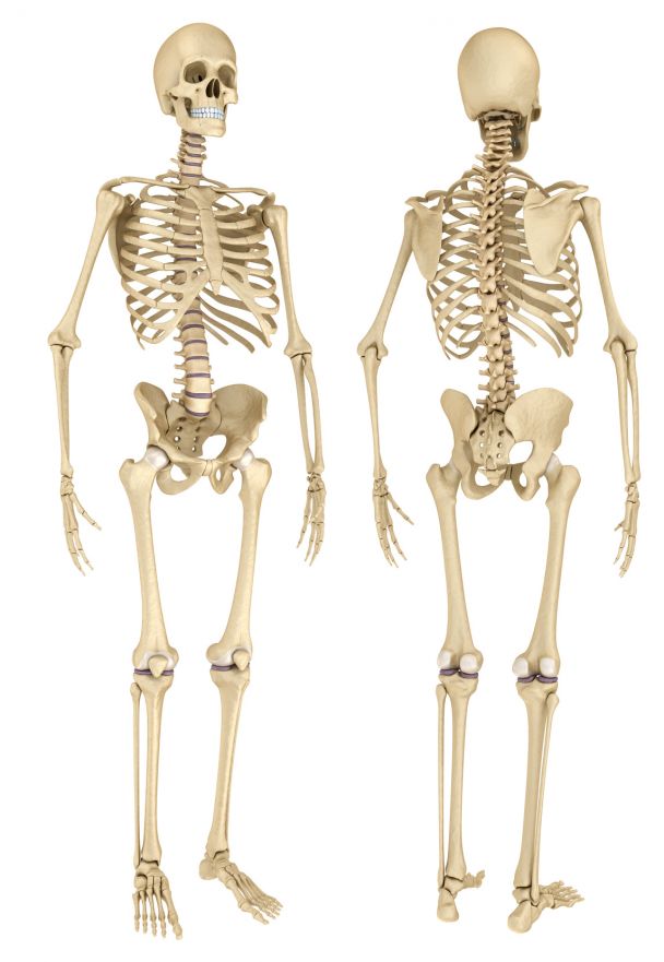 Unterschied frau mann skelett