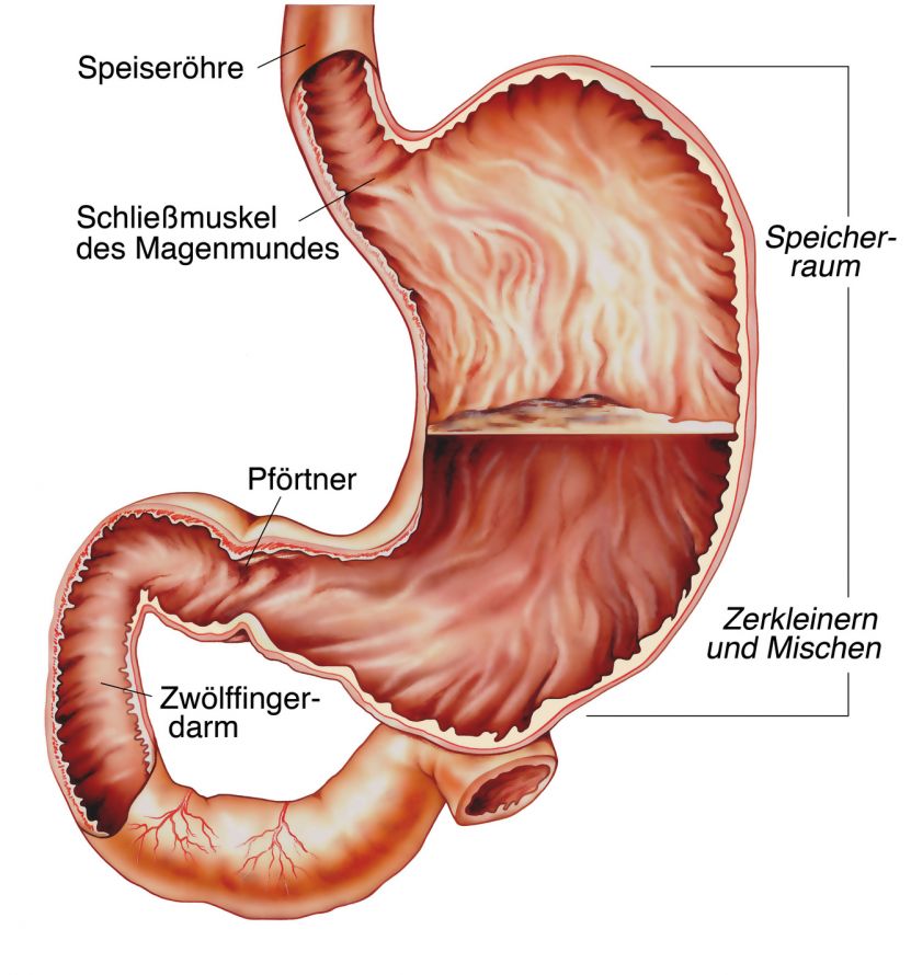 Magen Anatomie