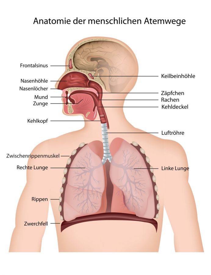 Anatomie der Lunge und Bronchien