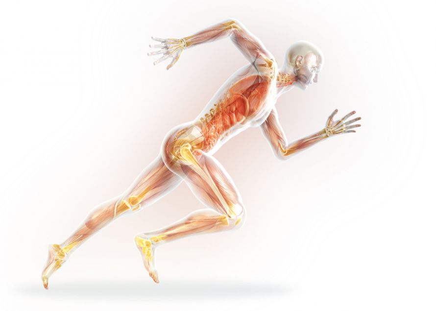 Knochen und Gelenke mit Muskeln