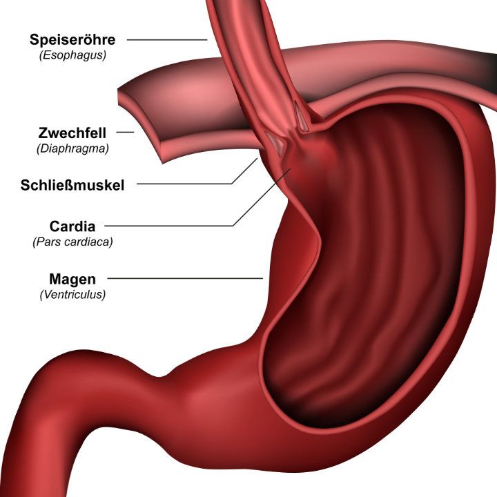 Anatomie von Magen und Speiseröhre