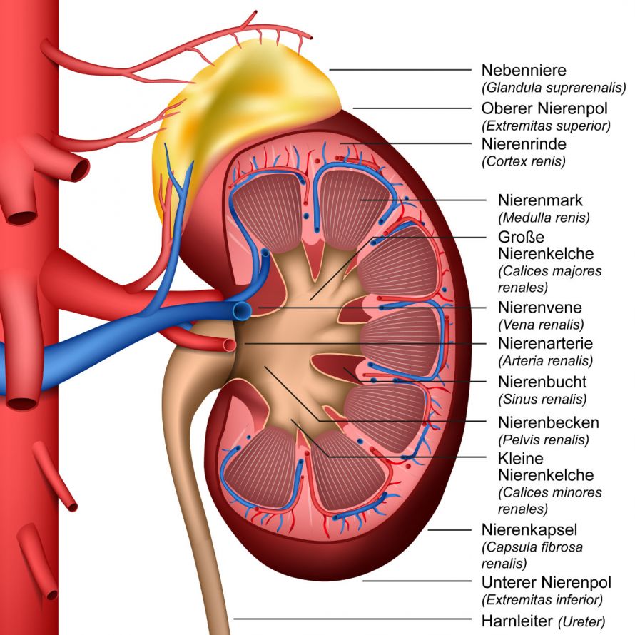 Anatomie der Niere