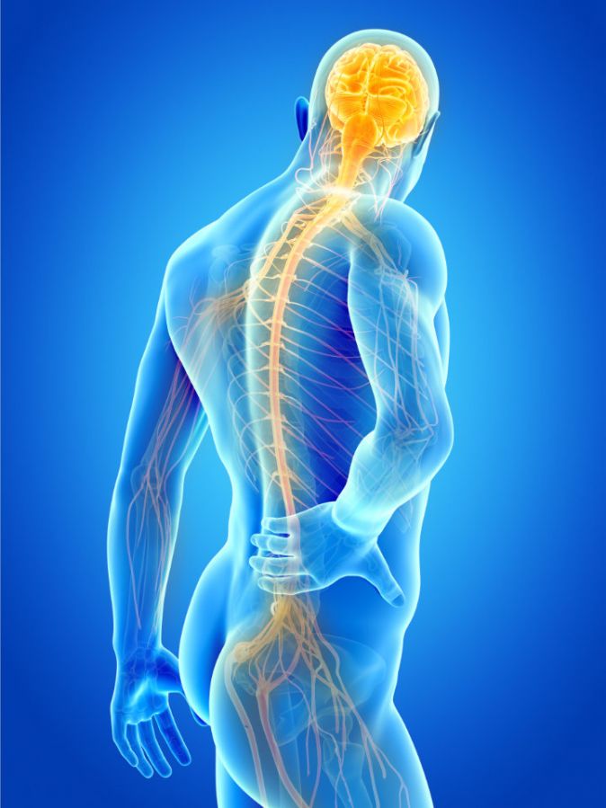 Nerven des Rückenmarks und des Gehirns