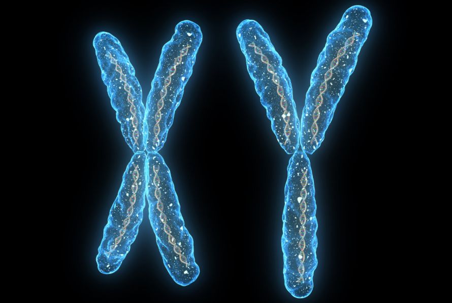 X- und Y-Chromosom