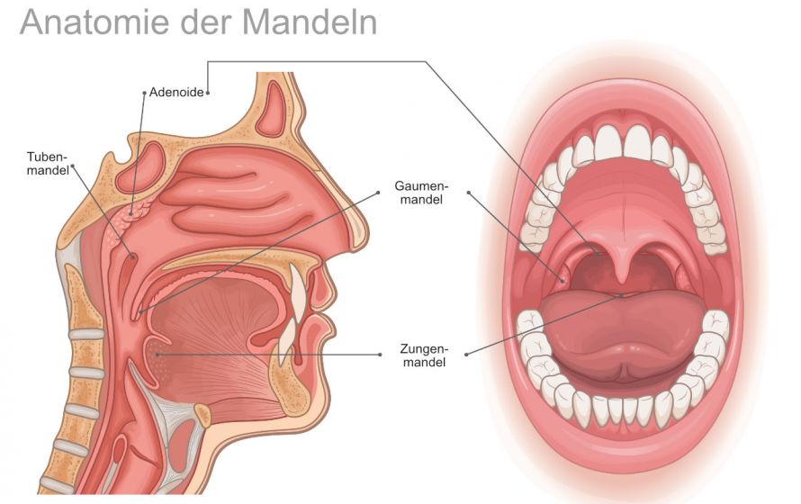 Anatomie der Mandeln
