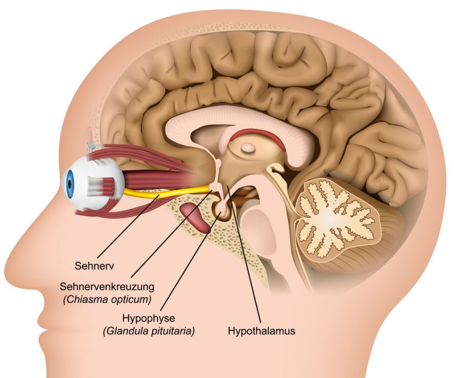 Anatomie Sehnervenkreuzung und Gehirn